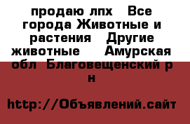 продаю лпх - Все города Животные и растения » Другие животные   . Амурская обл.,Благовещенский р-н